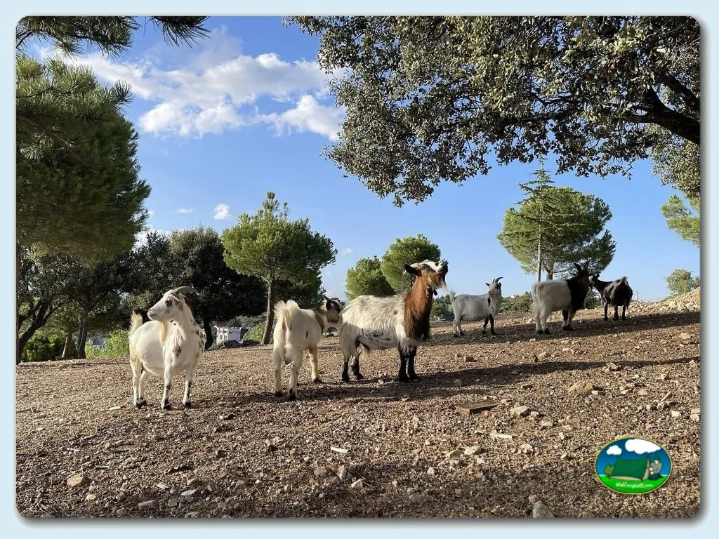 Camping San Juan en Valdemorillo
