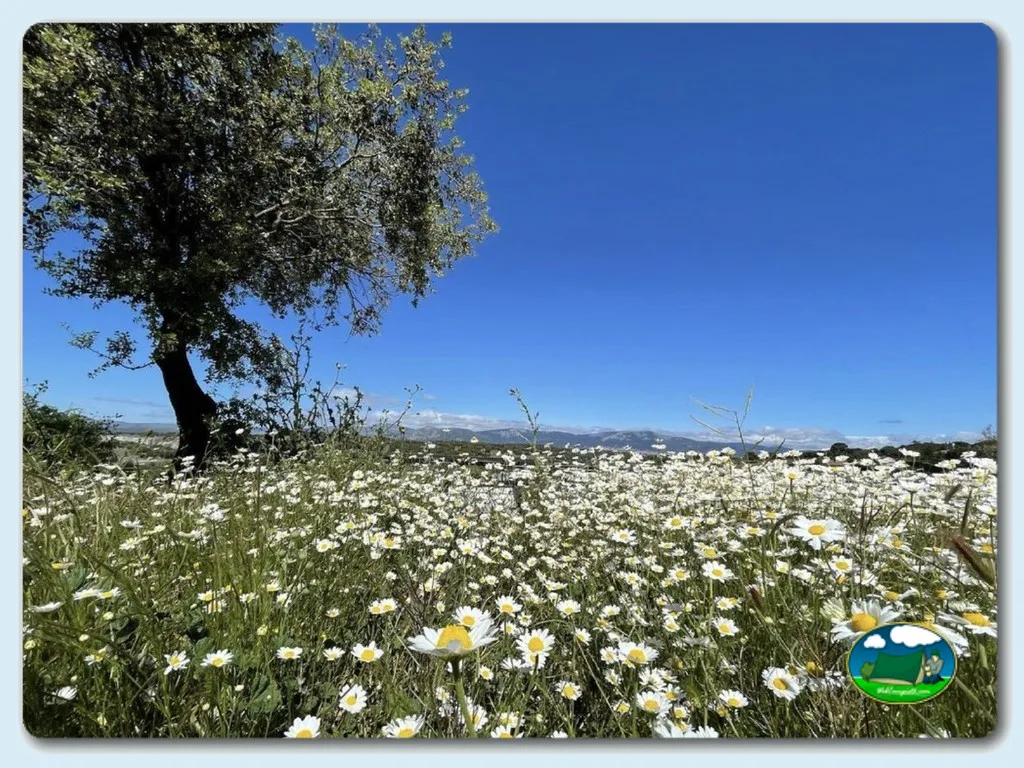 Camping San Juan en Valdemorillo - imagen 3