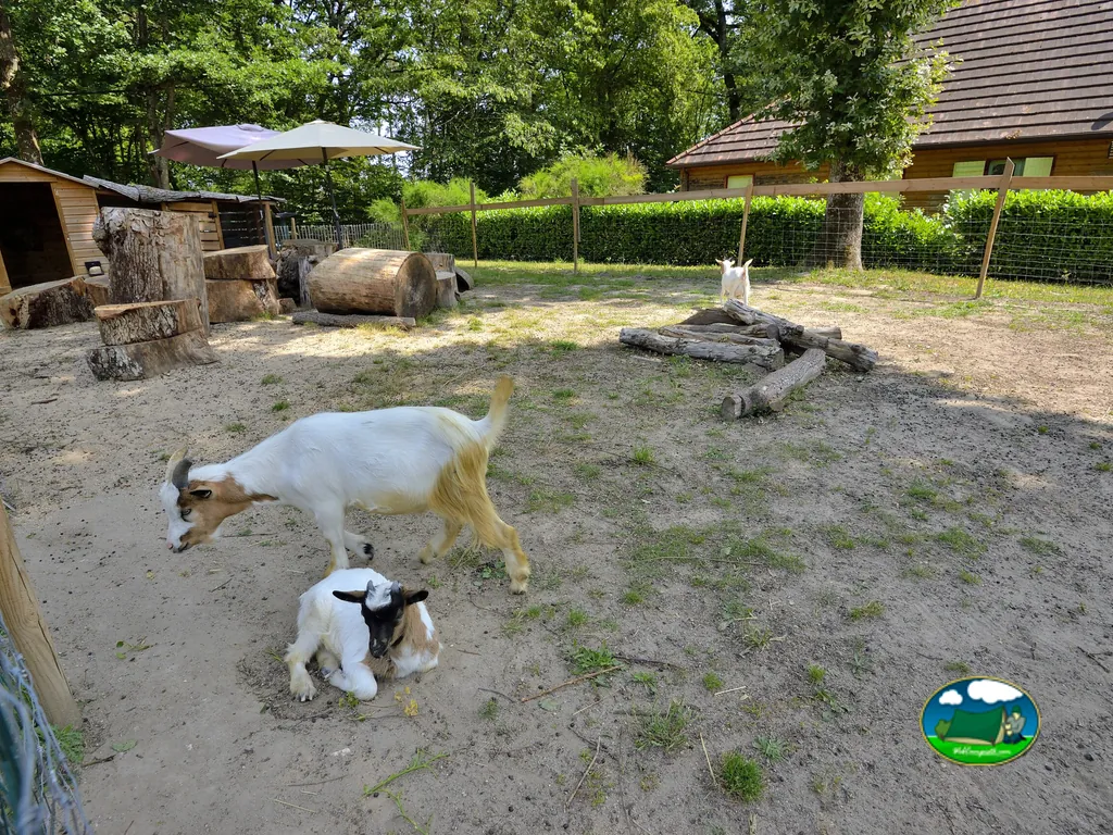 cabras y cabritilla en el corral