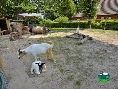 cabras y cabritilla en el corral