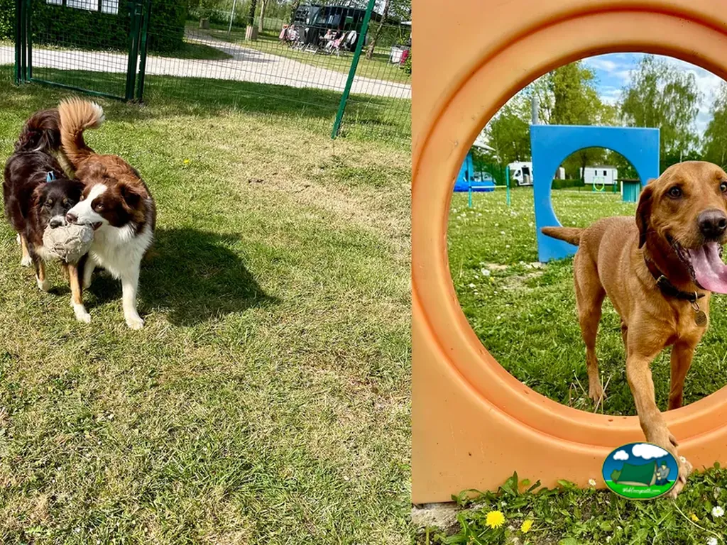 Parque para perros