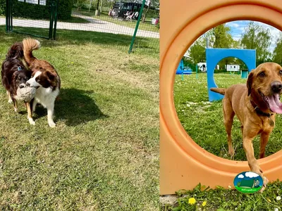 Parque para perros