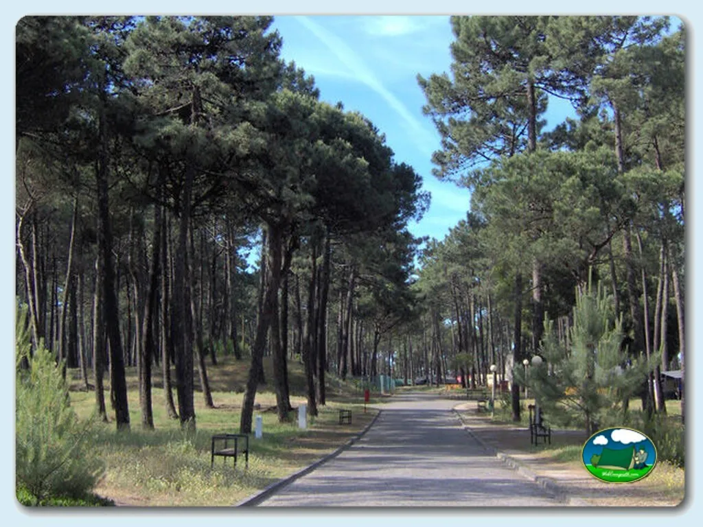 Parcela entre pinos con camino central del Camping Inatel, Cabedelo (Viana Do Castelo)
