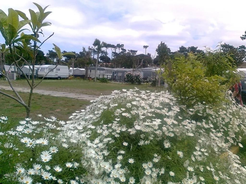 Parcela con flores blancas y mobil-homes del Camping Fão, Fão (Braga)
