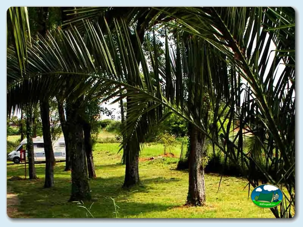 Parcela bajo palmeras con vistas al lago del Camping Orbitur Angeiras, Matosinhos (Porto)
