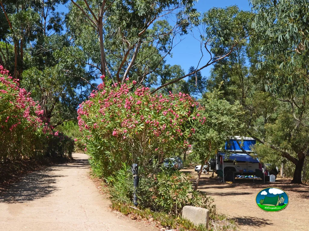 camino con adelfas rosas