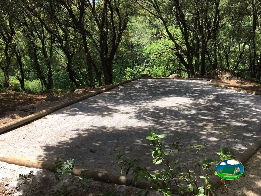 camino entre árboles