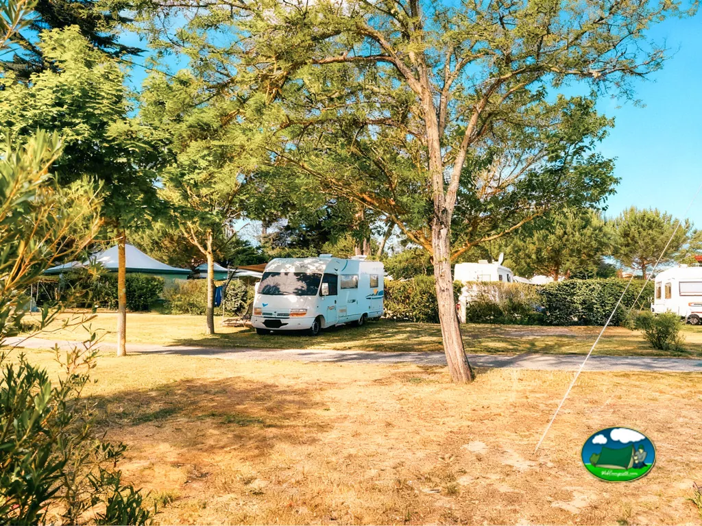 autocaravana bajo pinos