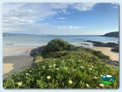 Playa junto al mar con flores silvestres y vistas a la montaña del Camping Suavila, Portonovo (Pontevedra)