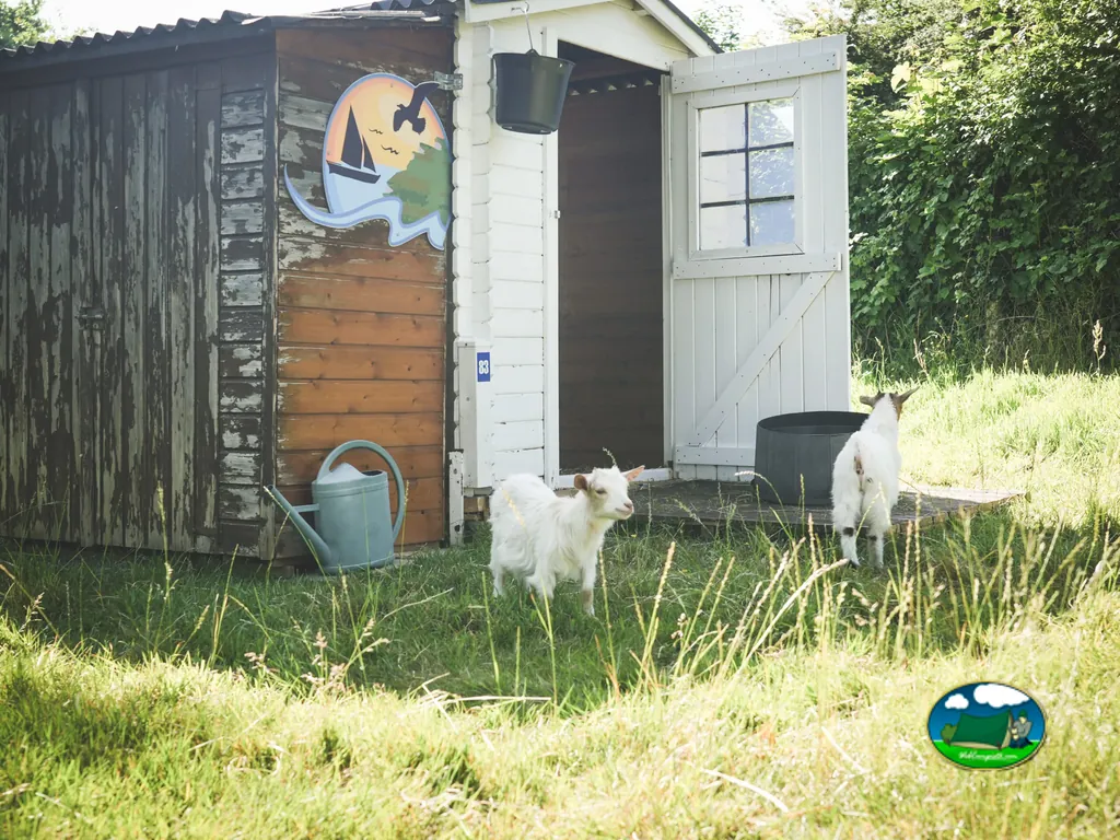 Cabras junto a refugio