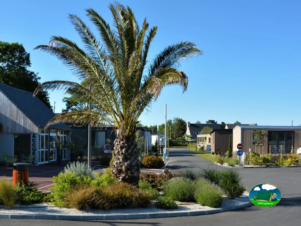 palmera junto a la recepción