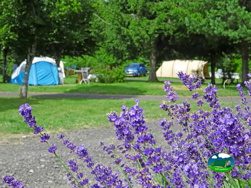 Lavanda frente a parcelas
