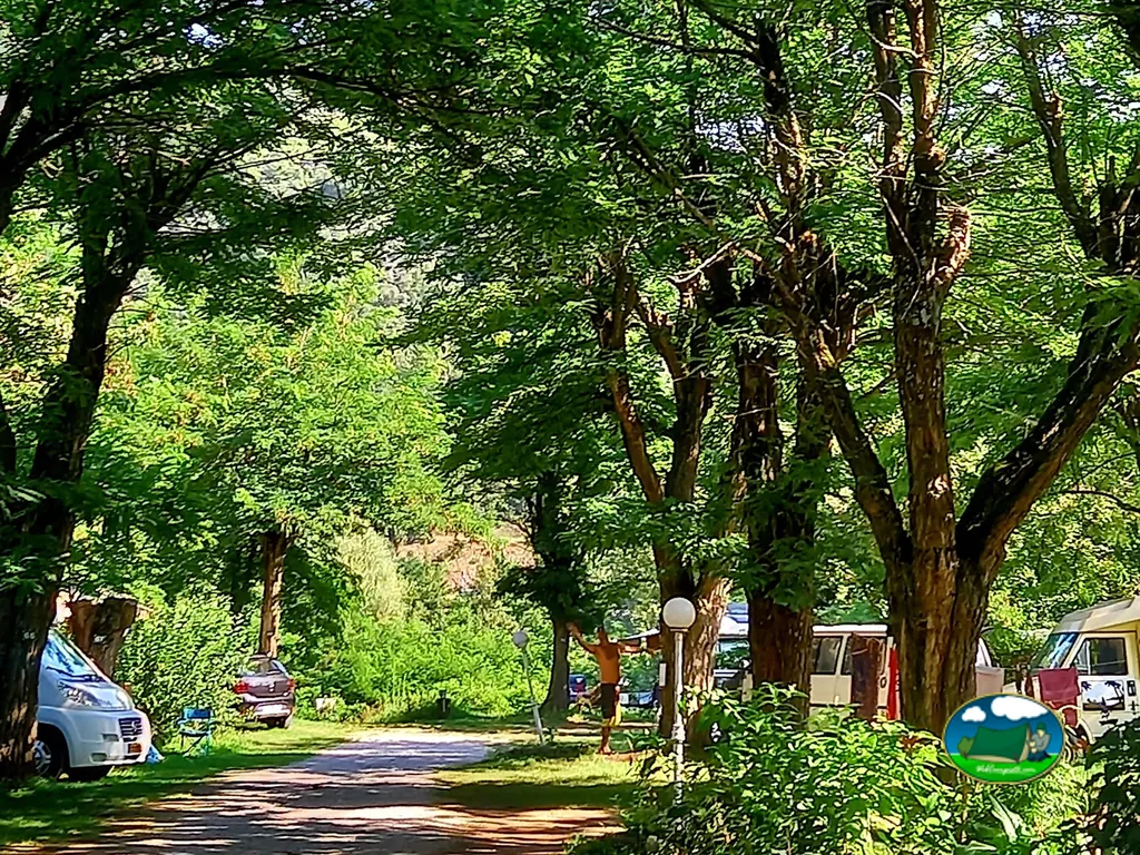 Camino bajo bosque frondoso