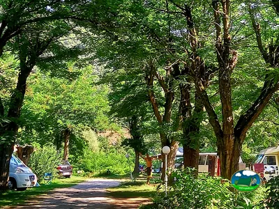 Camino bajo bosque frondoso