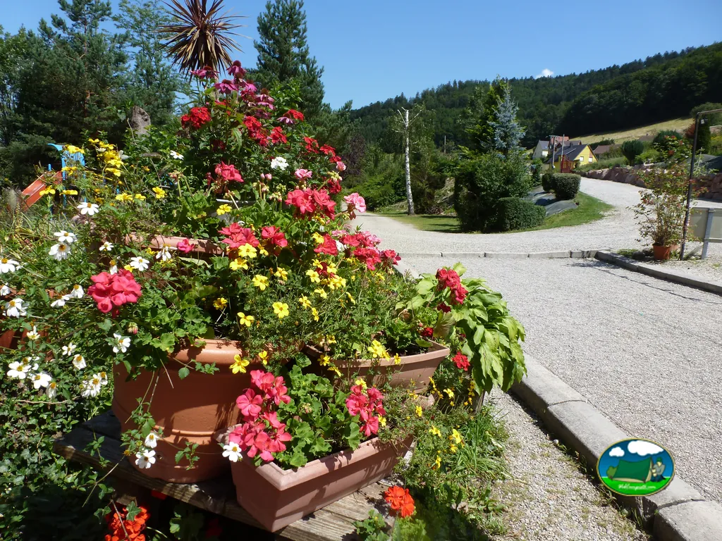 Flores junto al camino