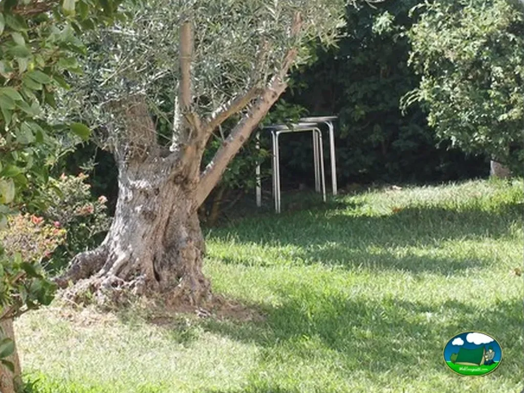Parcela con árbol centenario y tendedero del Camping Arco Iris, Vilanova de Arousa (Pontevedra)