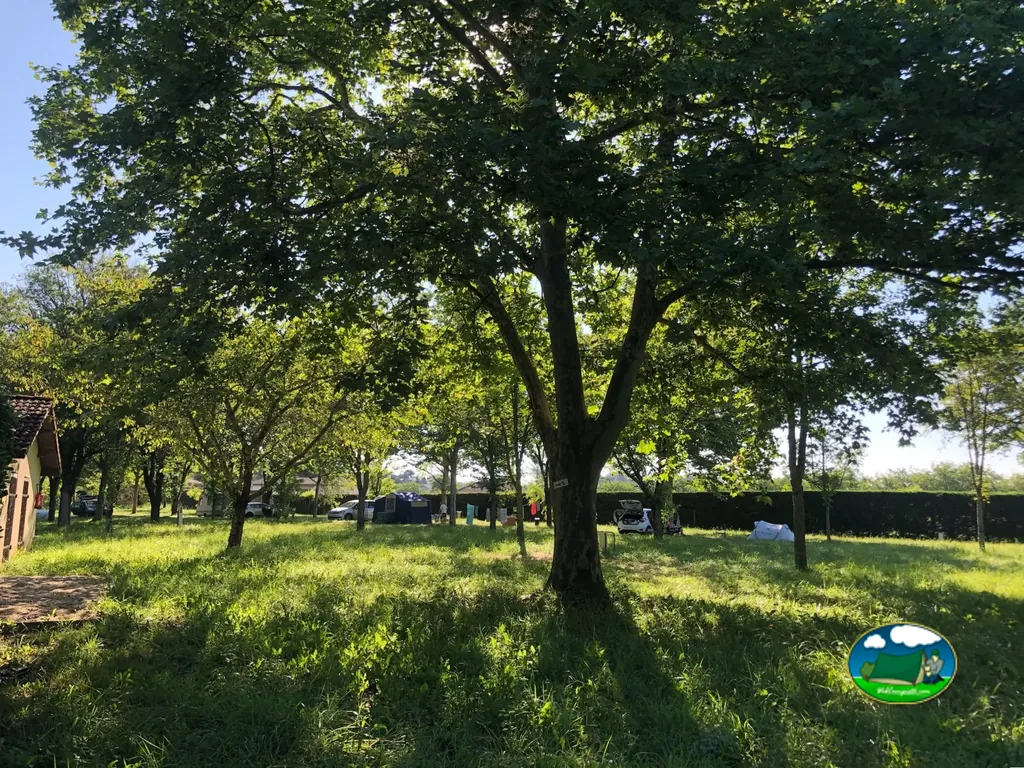 Pradera bajo árboles maduros