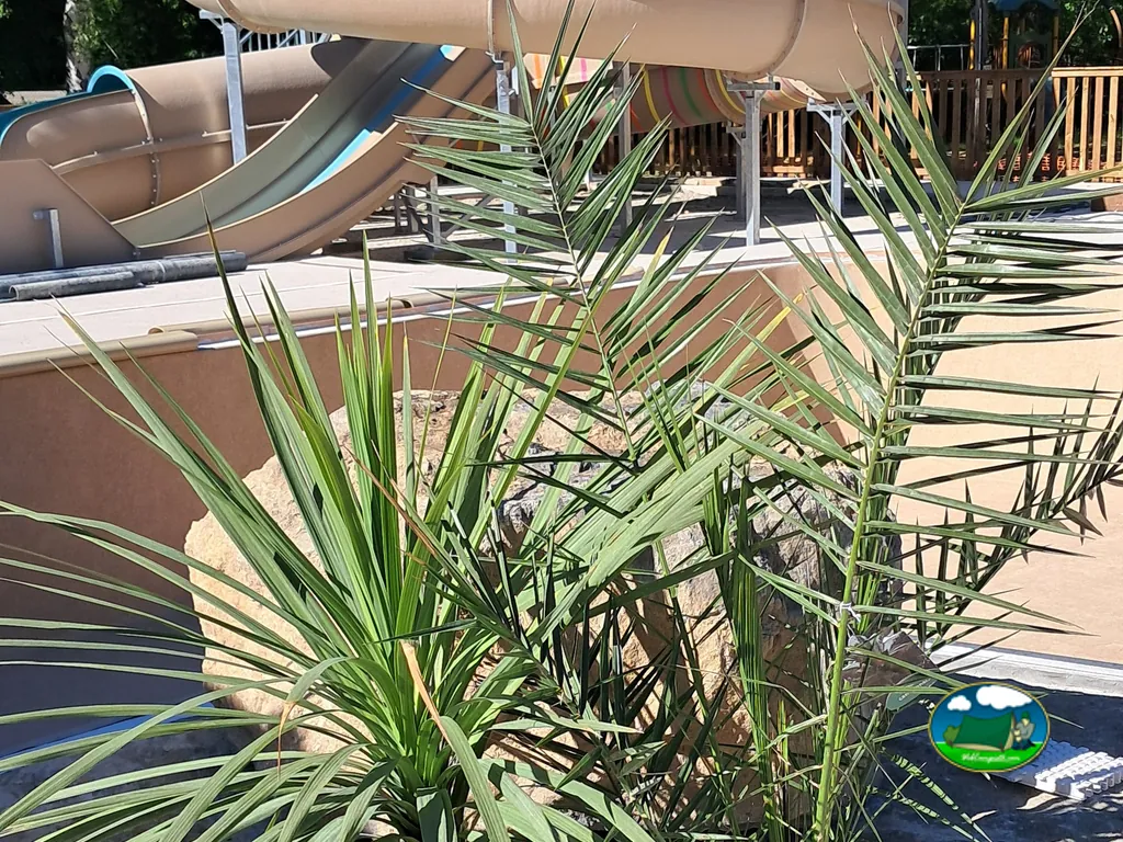 Palmera junto al tobogán