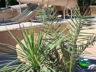 Palmera junto al tobogán