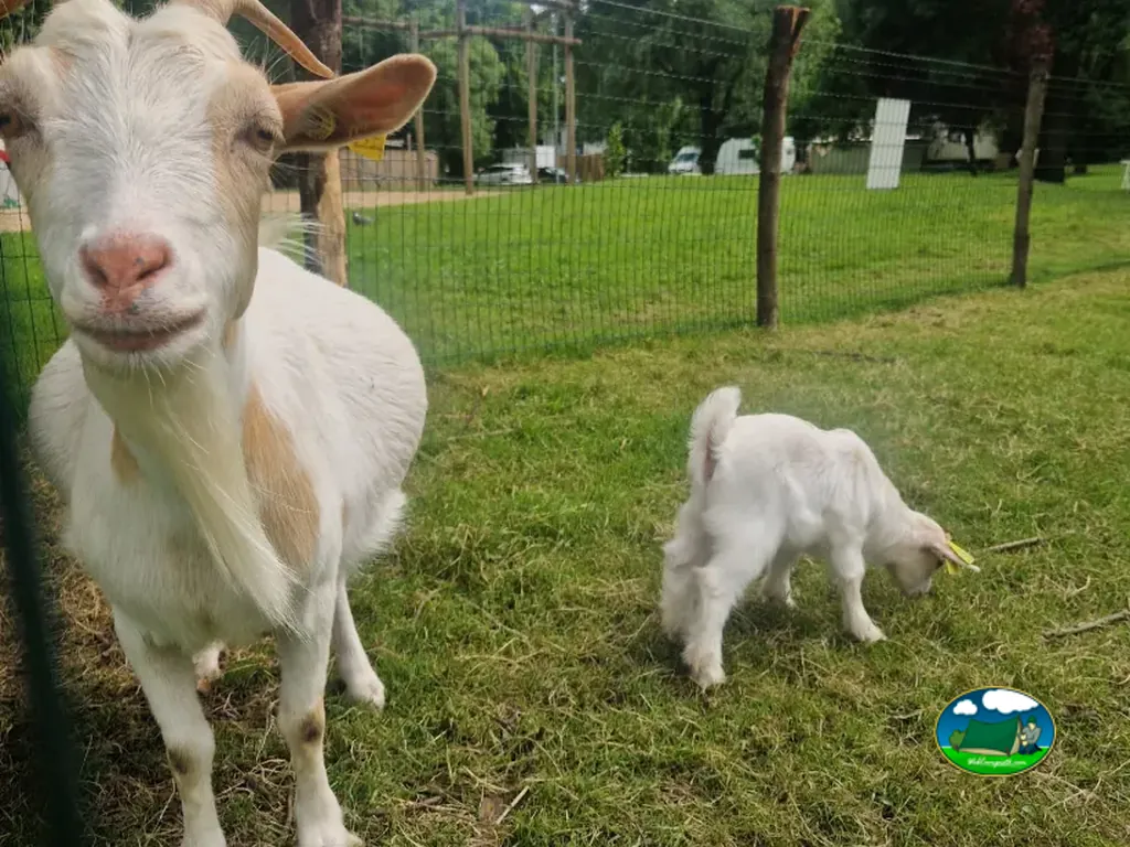 cabras en pradera