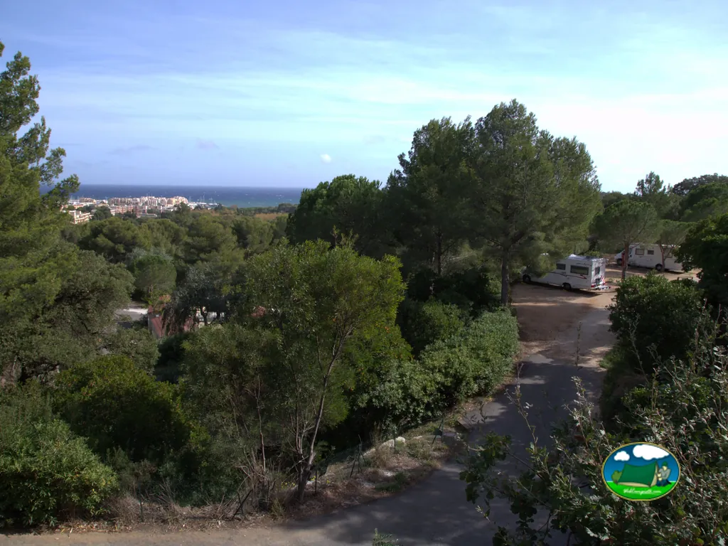camino entre pinos