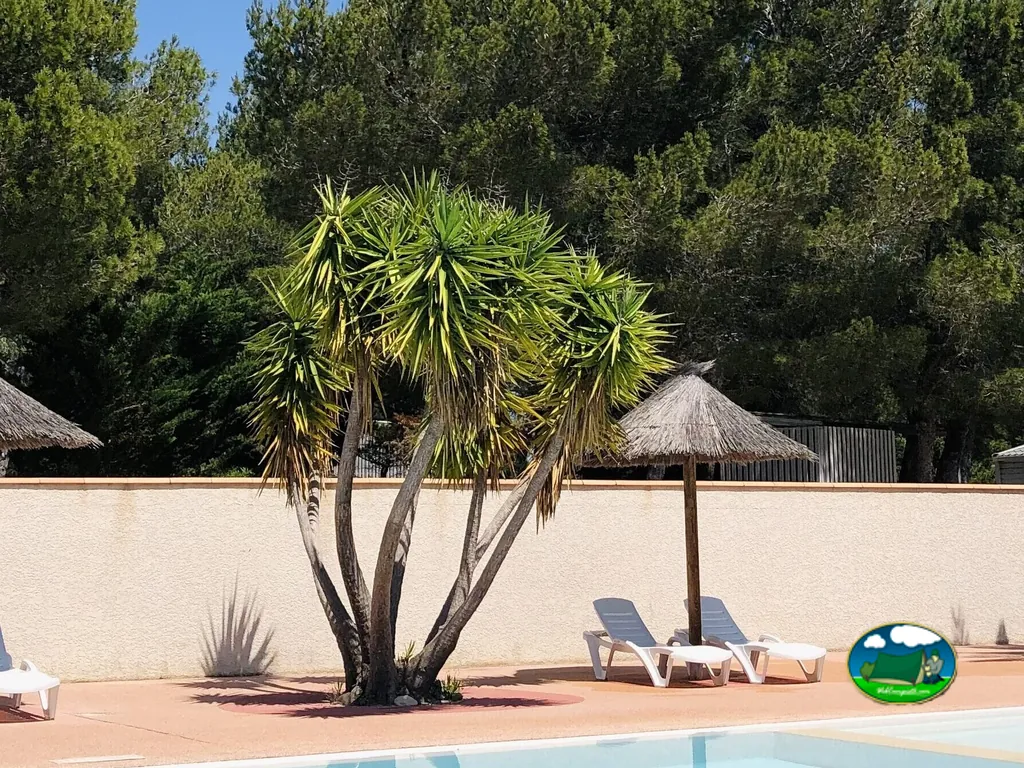 piscina junto a palmeras