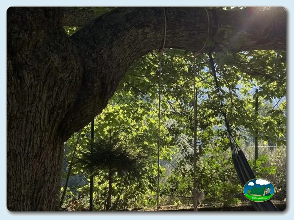 Parcela arbolada con hamaca del Camping Ancares, Pereda de Ancares (León)