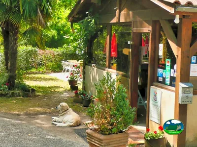 perro tumbado a la sombra junto a la recepción del camping decorada con macetas y flores en Cénac-et-Saint-Julien