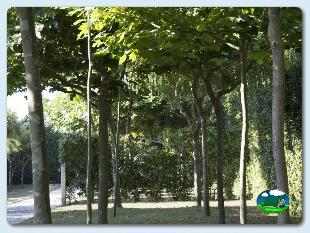 Parcela arbolada con sombra natural del Camping A Gaivota, Benquerencia (Lugo)