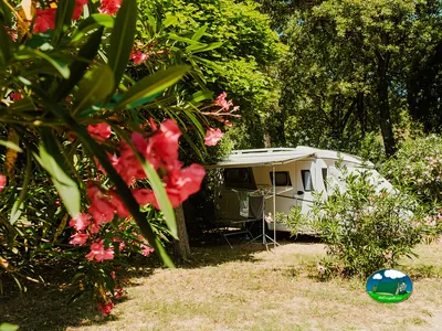 caravana con toldo en su parcela vista entre flores rosas de adelfa