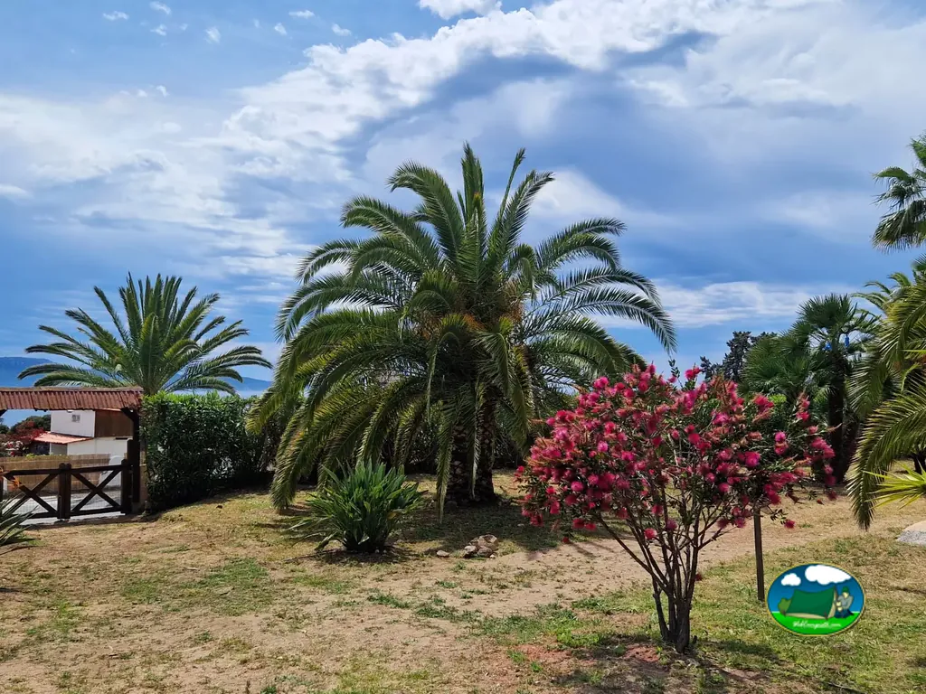 jardín con palmeras y un arbusto en flor junto a la entrada del camping en Porto Pollo