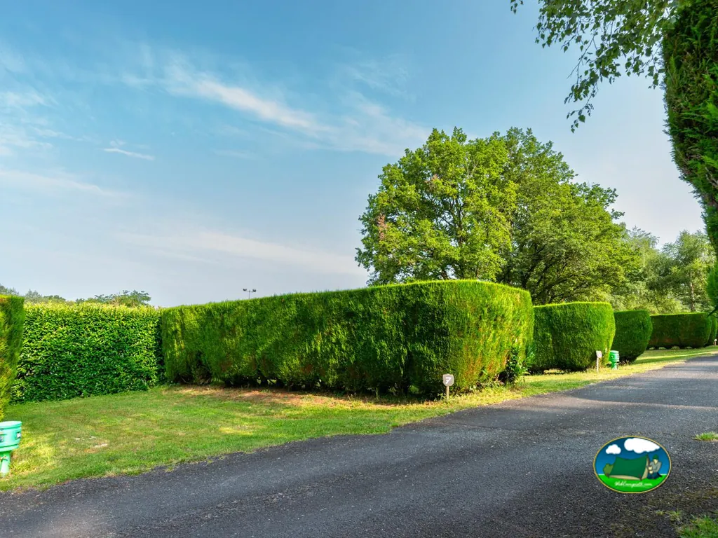 camino asfaltado bordeado de setos recortados y un gran árbol dentro del camping