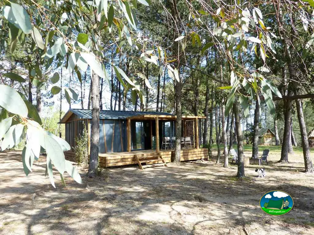 cabaña moderna de madera oscura entre eucaliptos y pinos con un perro cerca en Lablachère