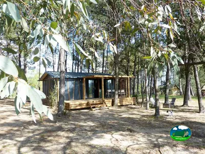 cabaña moderna de madera oscura entre eucaliptos y pinos con un perro cerca en Lablachère