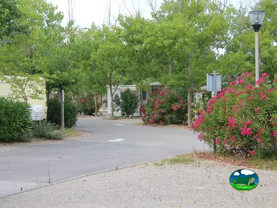 calle interior del camping bordeada de adelfas en flor y caravanas entre árboles en Fleury-d'Aude