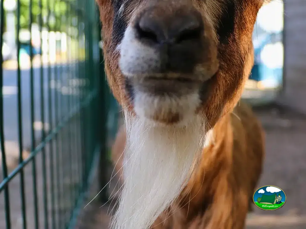 primer plano de la cara de una llama junto a una valla en el camping de Erdeven