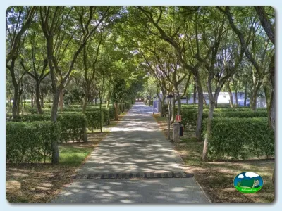 Parcela arbolada con avenida de árboles del Camping El Faro, Conil de la Frontera (Cádiz)