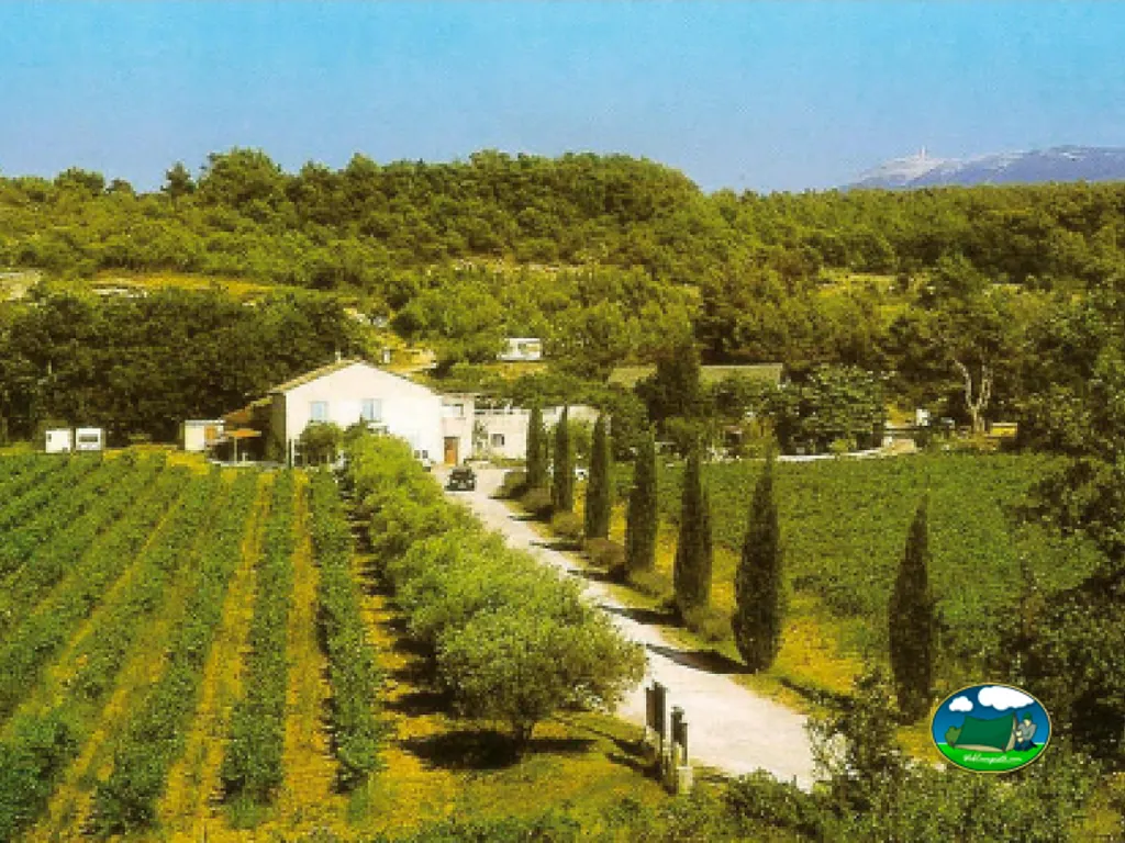 casa principal y camino de cipreses entre viñedos del camping en Vaison-la-Romaine