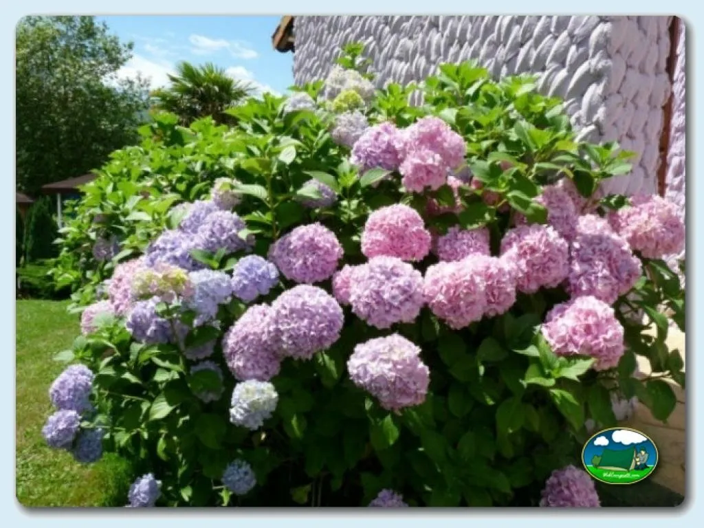 Hortensia junto a bungalow del Camping Colombres, Colombres en Ribadedeva (Asturias)