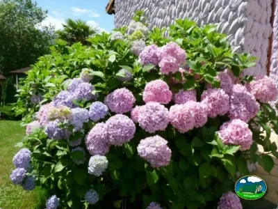 Hortensia junto a bungalow del Camping Colombres, Colombres en Ribadedeva (Asturias)