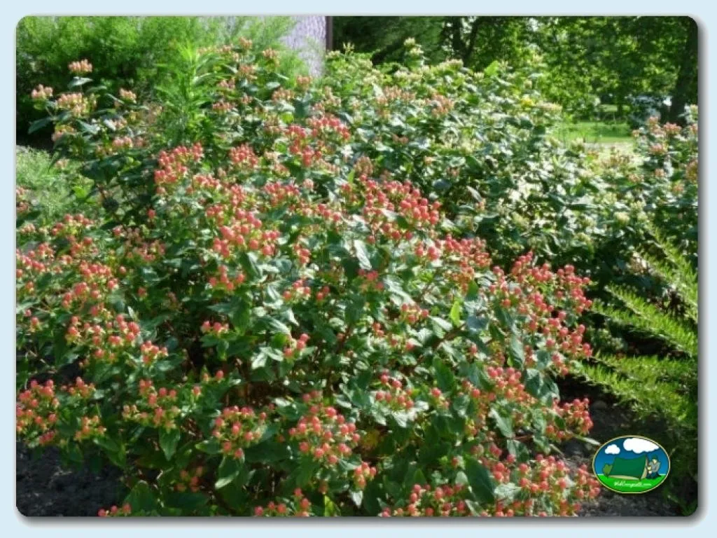 Jardín con flores rojas y blancas del Camping Colombres, Colombres en Ribadedeva (Asturias)