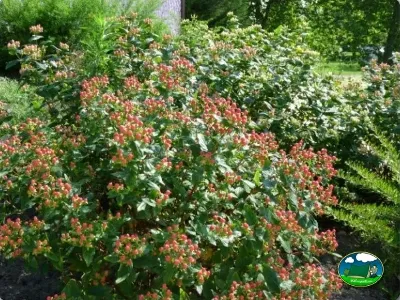 Jardín con flores rojas y blancas del Camping Colombres, Colombres en Ribadedeva (Asturias)