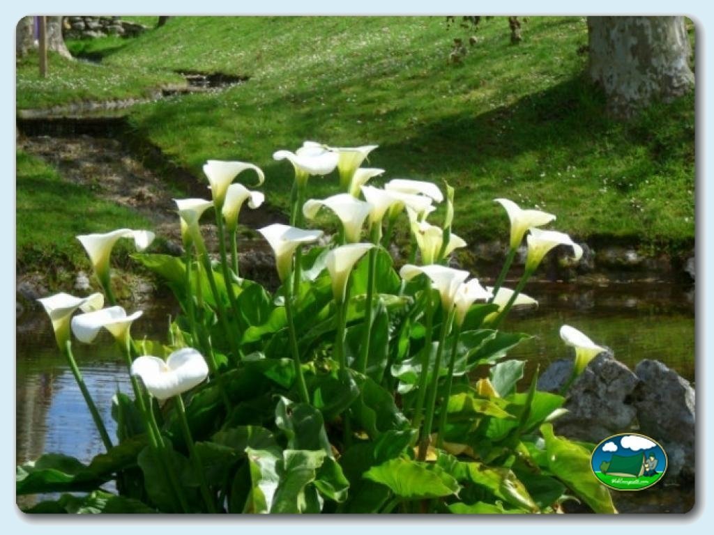 Jardines y estanque en Camping Colombres, España
