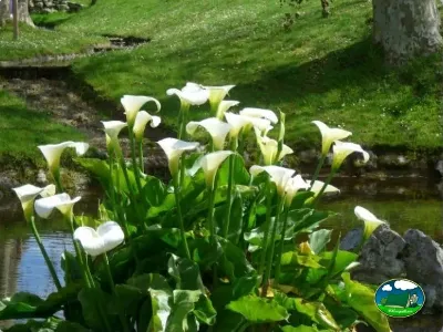 Río con flores y vegetación del Camping Colombres, Colombres en Ribadedeva (Asturias)