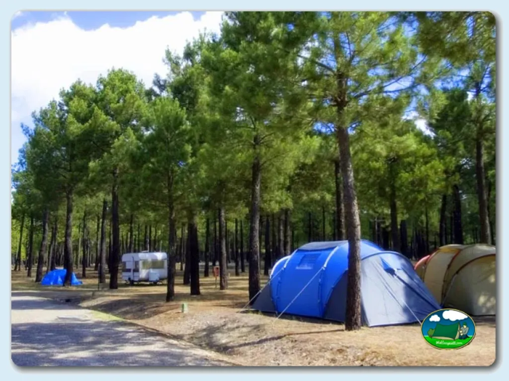 Parcela entre pinos con tienda de acampada del Camping El Calonge, Lastras de Cuéllar (Segovia)
