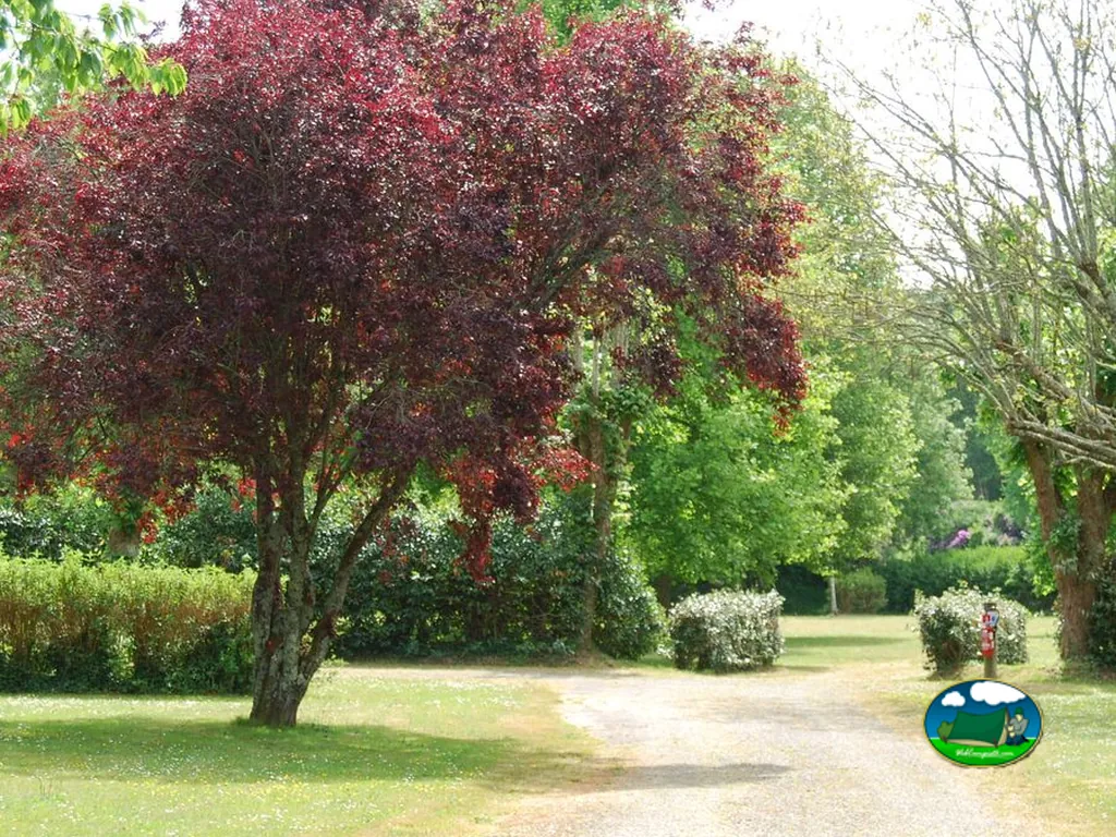 camino de grava entre césped y un árbol de hojas rojas en el jardín del camping