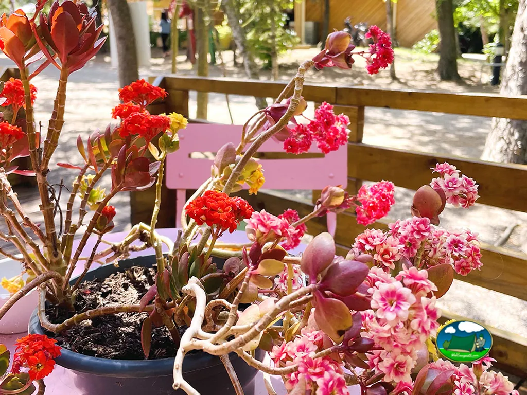 maceta con flores rojas y rosas sobre una mesa en la terraza del camping