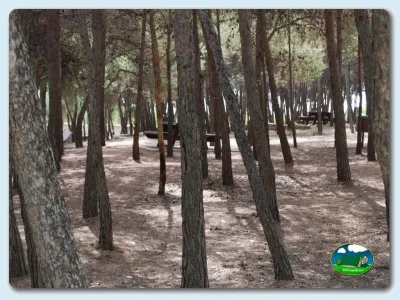 Parcelas entre pinos del Camping La Rafa, Bullas (Murcia)