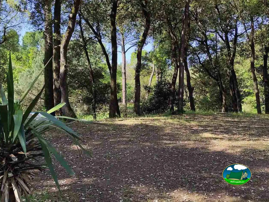 parcela natural bajo arbolado con suelo de hojarasca en el camping de Longeville-sur-Mer