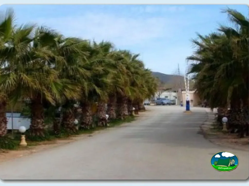 Entrada del recinto con avenida de palmeras del Camping Los Delfines, Mazarrón (Murcia)